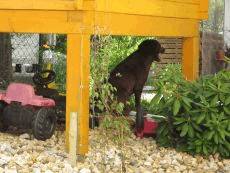 Lieblingsplatz unter der Htte - der Kater sitzt gegenber